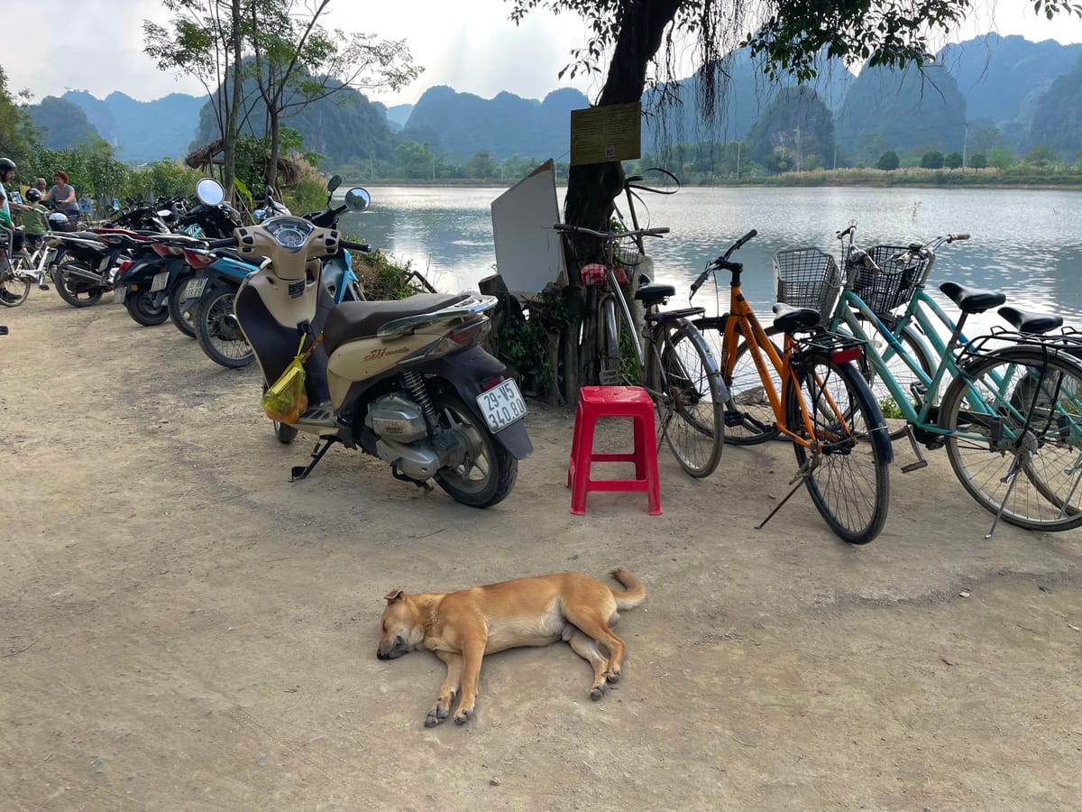 Karell  — dogsitter à Toulouse