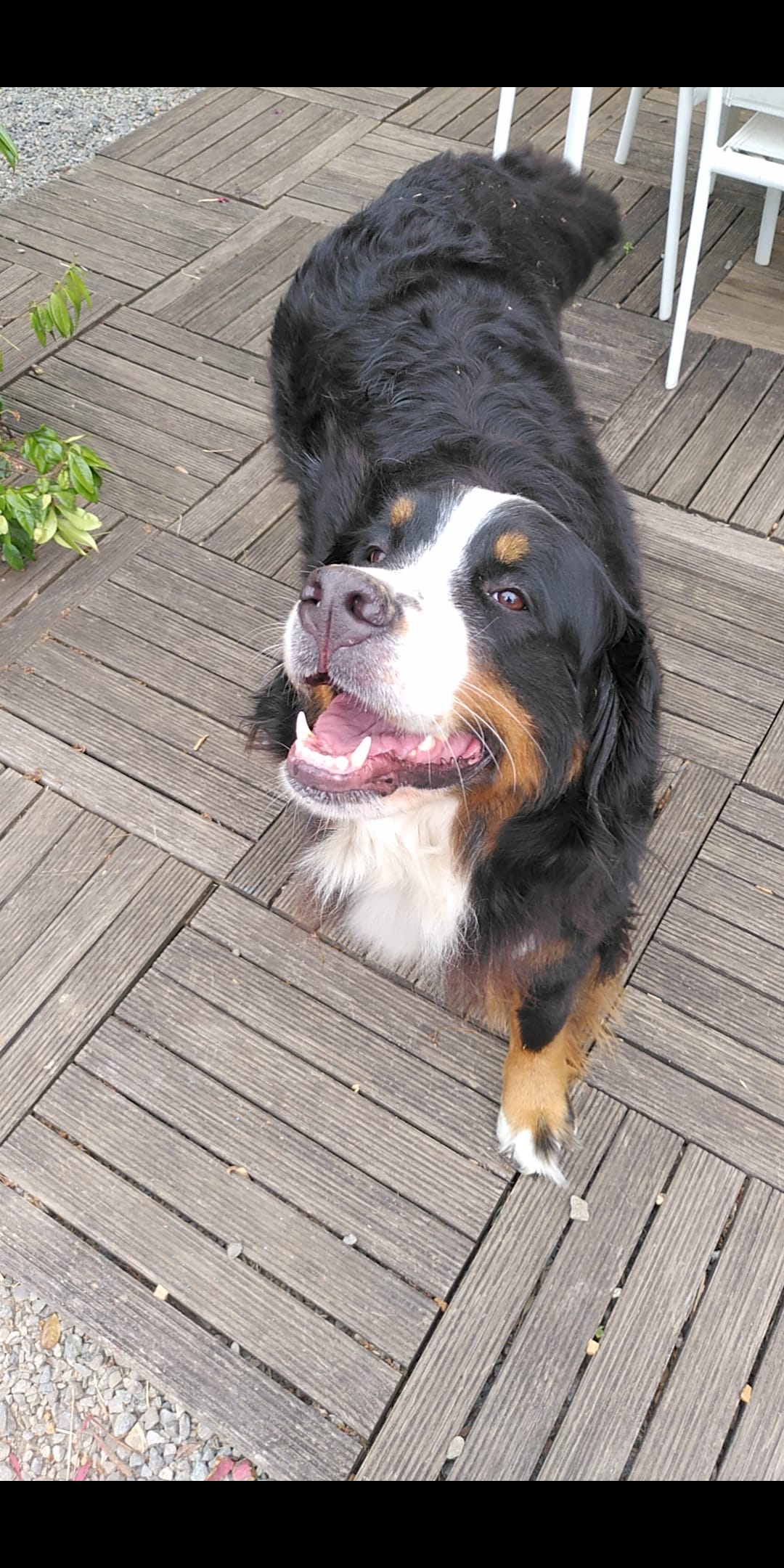 Animo-sitting — dogsitter à Pornic