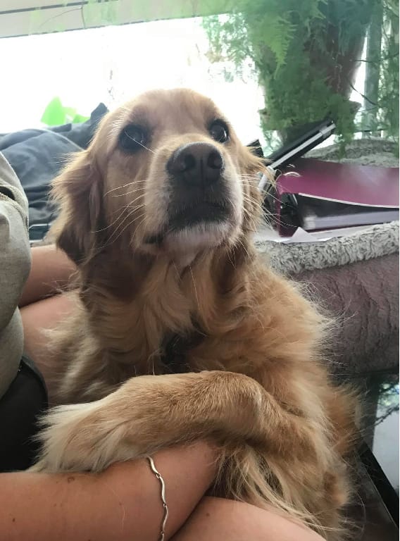 4 Pat' Services — dogsitter à Paris