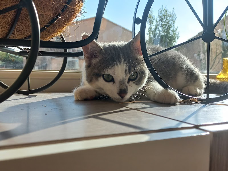 4 pattes 1000 Câlins — dogsitter à Sète