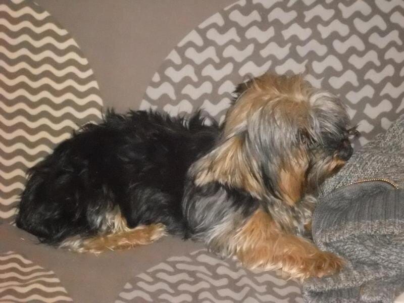 Le mondes des animaux 89, dogsitter à Brienon-sur-Armançon