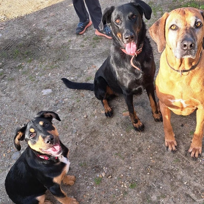 A Pas De Loup — dogsitter à Talence