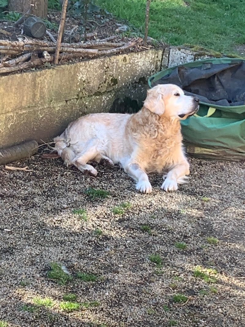 À toutes papattes — dogsitter à Fougères
