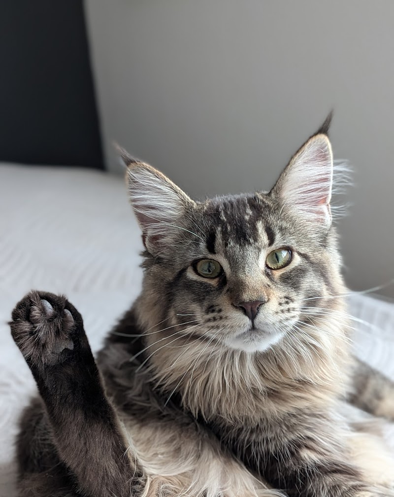 A VOS PAPATTES BY NATH - Pet Sitter professionnelle garde d'animaux à votre domicile (chien chats nac) — dogsitter à Strasbourg