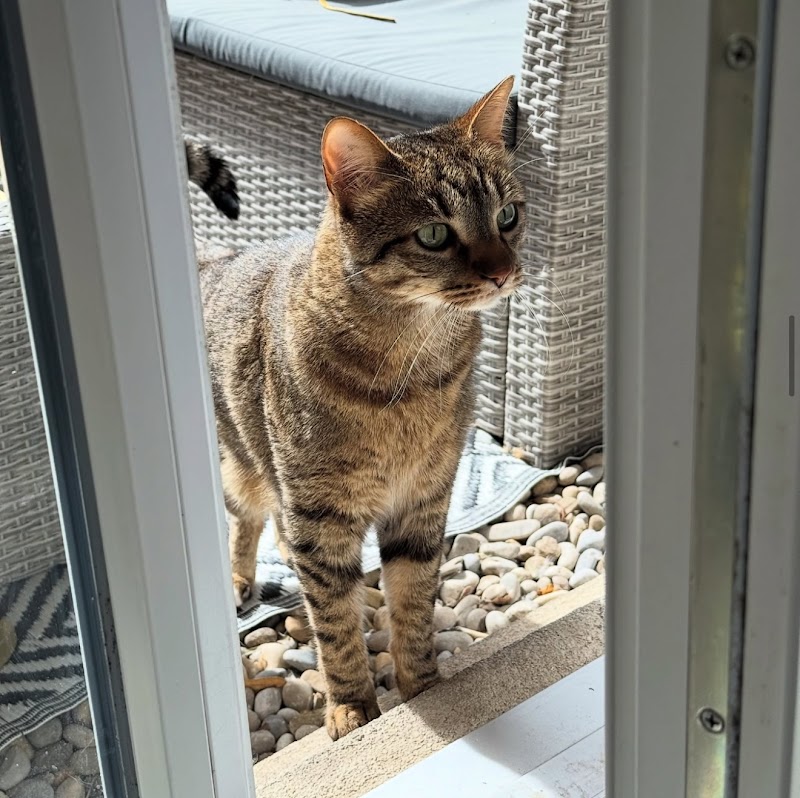 AD Petsitting | Gardienne d'animaux — dogsitter à Istres