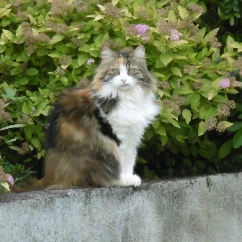 AdvoCat's | Garde d'animaux de compagnie | Servon-sur-Vilaine — dogsitter à Cesson-Sévigné