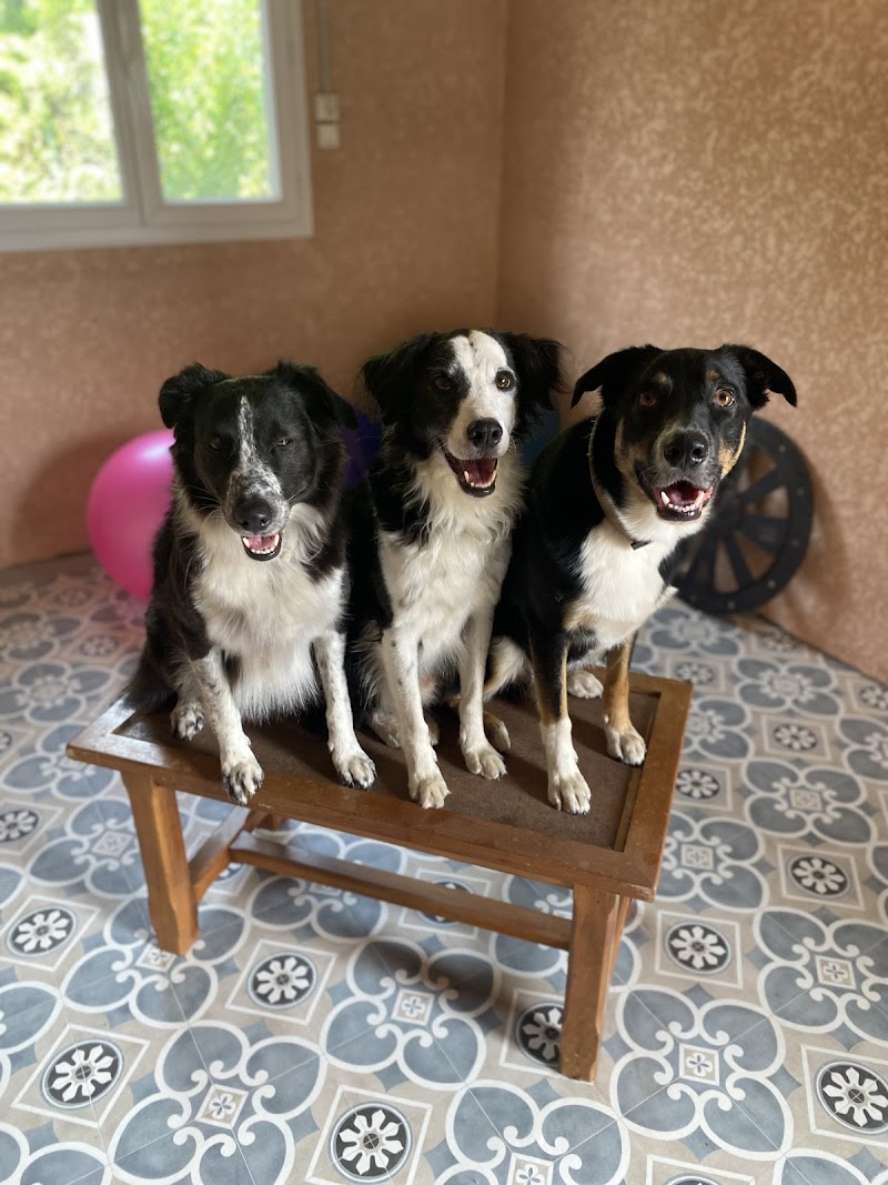 Aime ton chien (éducation et pension) — dogsitter à Sète