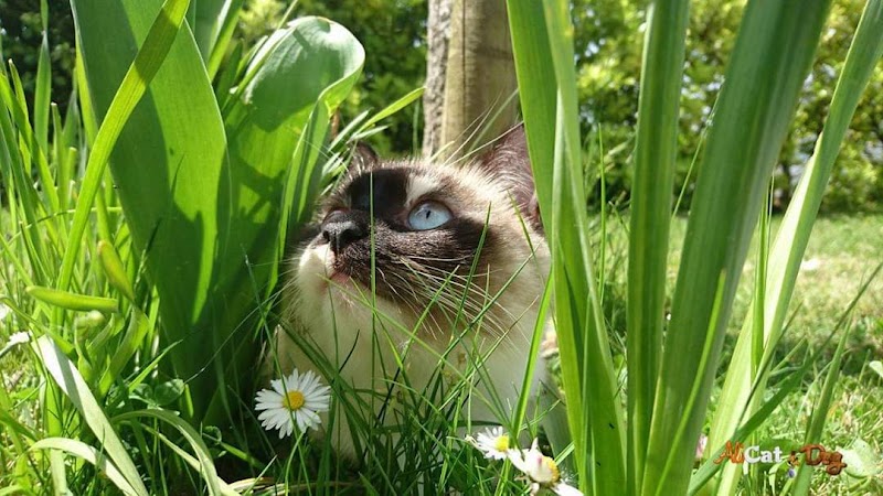 AliCat and Dog — dogsitter à Cholet