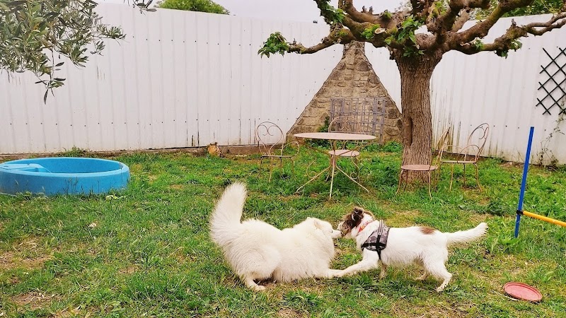 Aloha Dogs — dogsitter à Montpellier