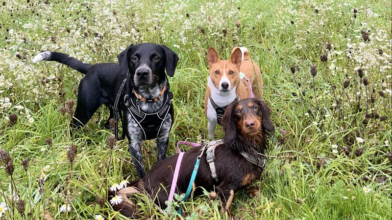 AMÄNIMAL — dogsitter à Lyon