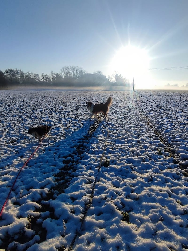 AMIANIMAUX la maison d'Ulysse — dogsitter à Lille