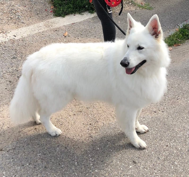 Amis des toutous — dogsitter à Sélestat