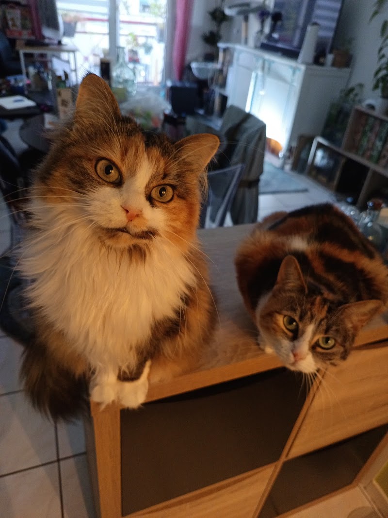 AniDiwall — dogsitter à Vannes