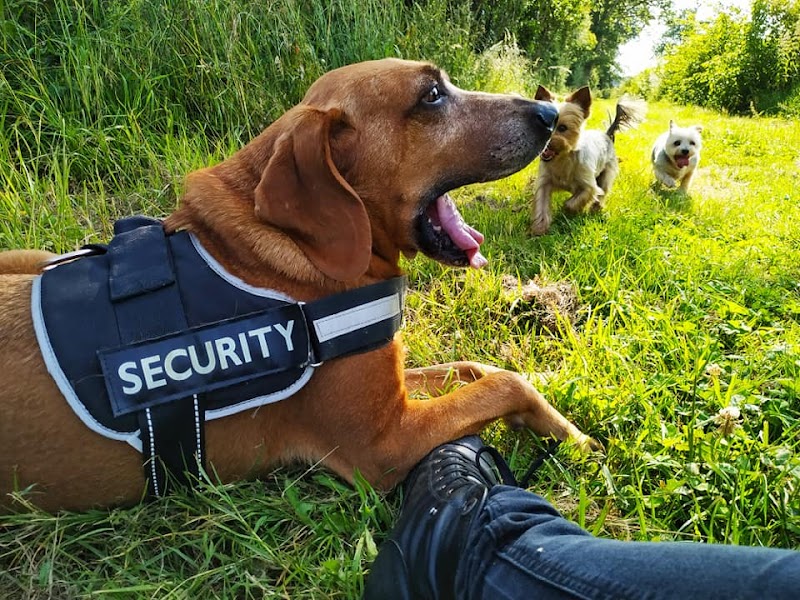 Anima'libre — dogsitter à Vitré