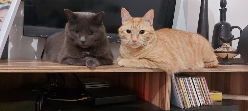 Animal Care — dogsitter à Paris