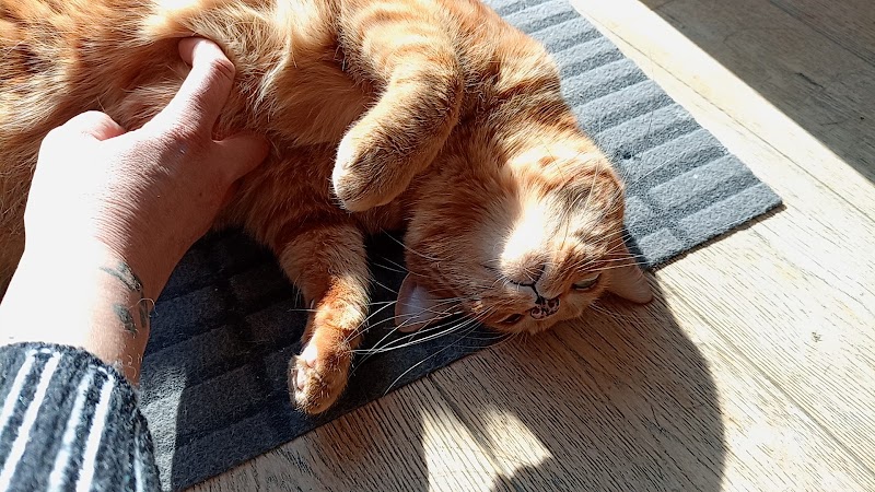 Animal & Compagnie E.I. — dogsitter à Vienne