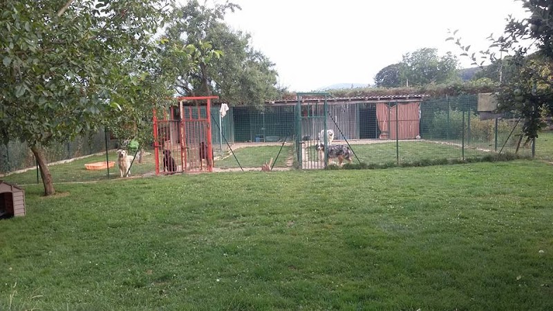 Animal Home — dogsitter à Obernai