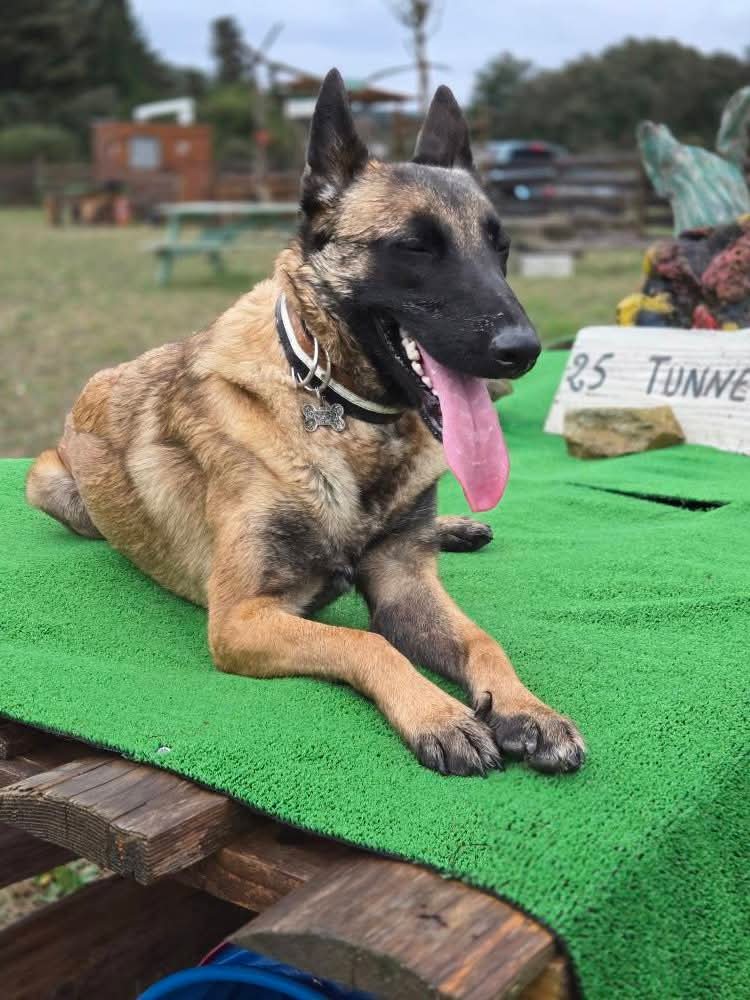 ANIMAX-SERVICES — dogsitter à Tarascon