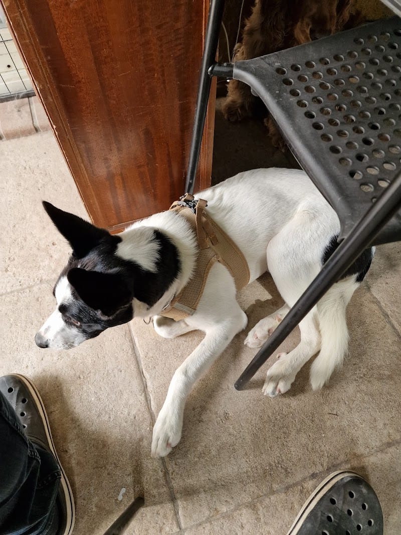 Animo’Nim — dogsitter à Nîmes