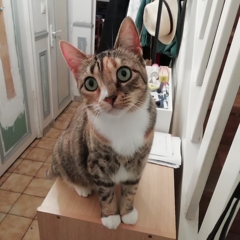 Animoyo Services — dogsitter à Dinan