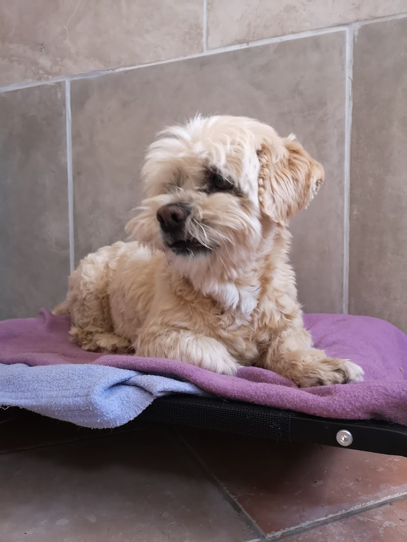 aniway — dogsitter à Oraison