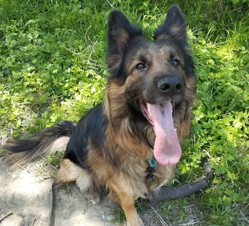 Antho Services Animaux — dogsitter à Nîmes