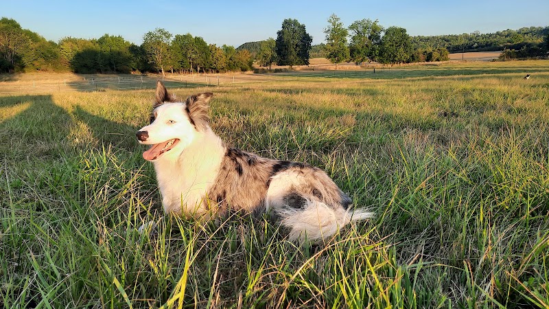 Arden'O'Poil Pet-Sitting — dogsitter à Rethel