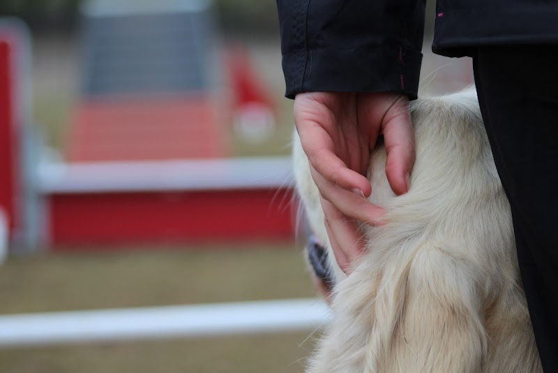 Armelle pet sitting pension canine familiale au coeur de la Camargue — dogsitter à Beaucaire