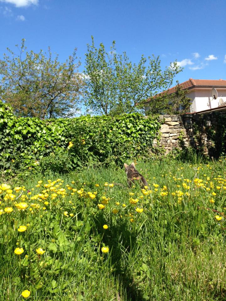 Artémis Sitter — dogsitter à Bourgoin-Jallieu