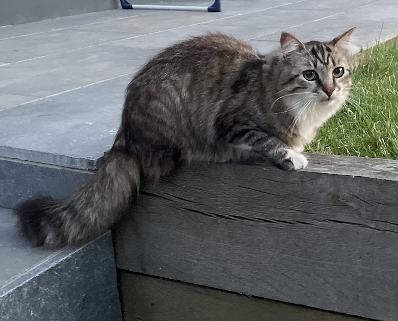 Assumtoutou | Garde d'animaux | Promenade | Chats, Chiens, NAC — dogsitter à Lille