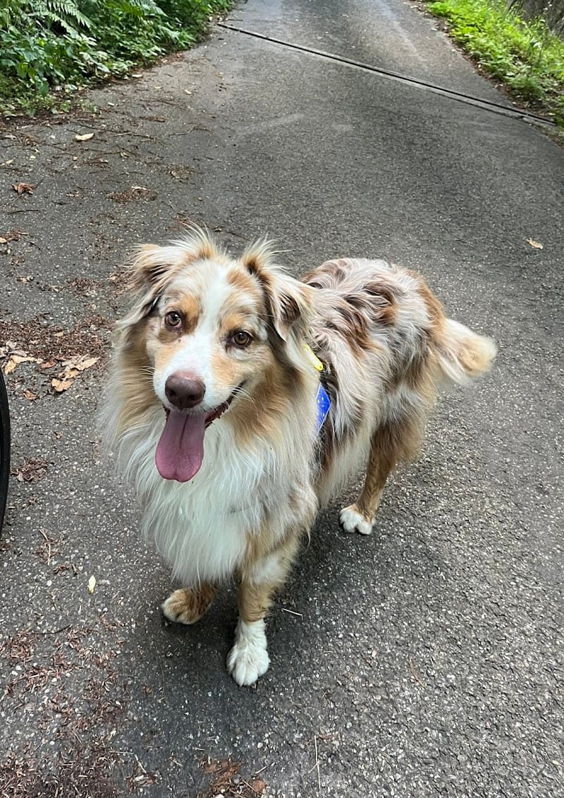 Au Bonheur des 4 Pattes Chez Magali — dogsitter à Barr