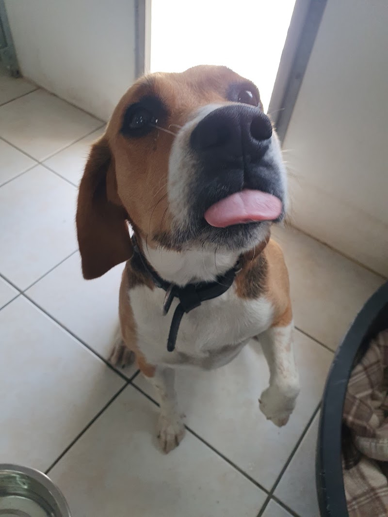 Au Bonheur Des Animaux — dogsitter à Aire-sur-la-Lys