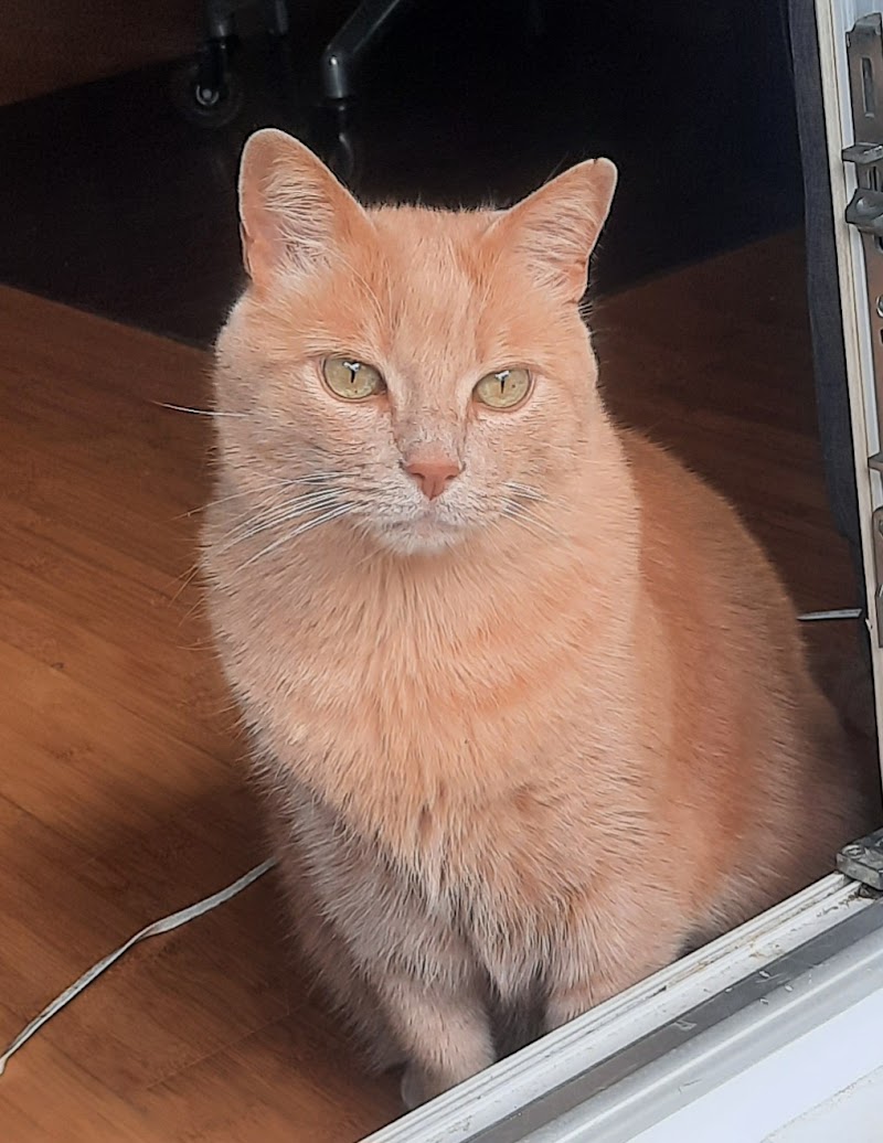 "Au bonheur des mini félins" ... Cat sitting 92 Sud — dogsitter à Paris