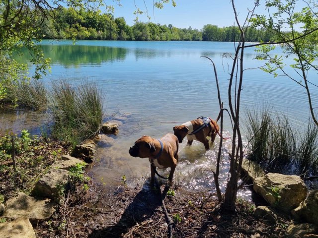 Au mus’ô dans l’eau — dogsitter à Villefranche-de-Lauragais