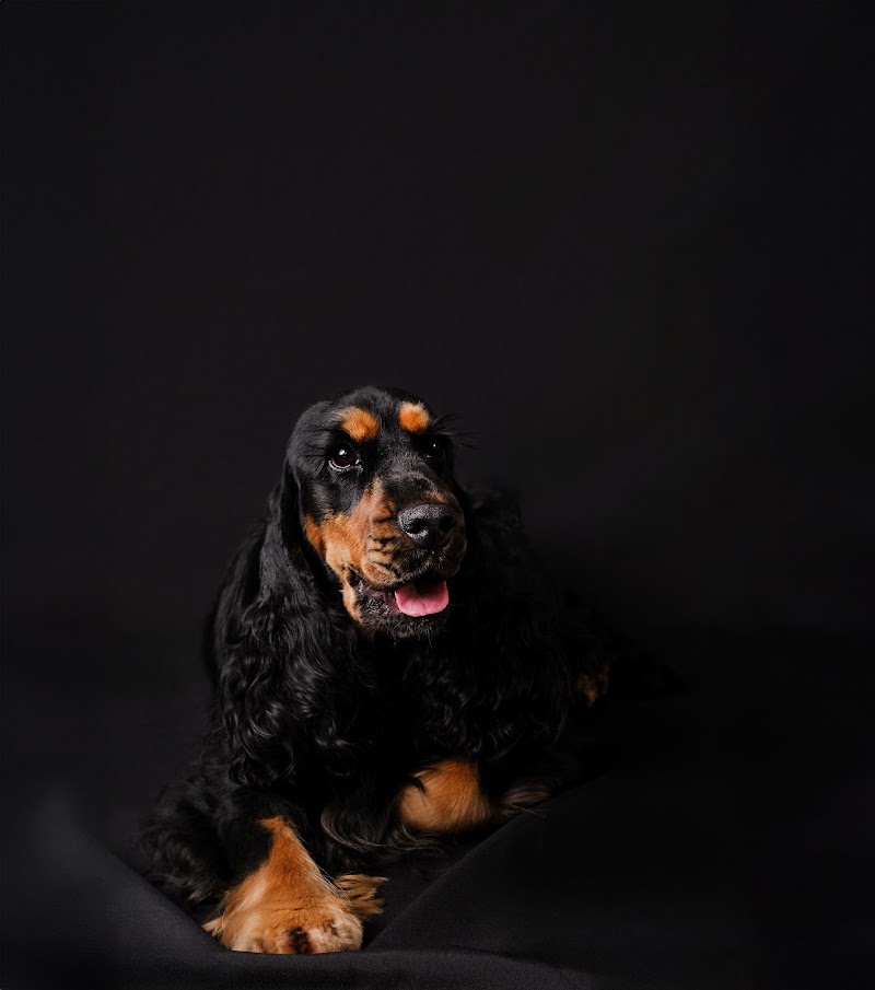 Au pays de la Valdange Gîtes et élevage — dogsitter à Saint-Dié-des-Vosges