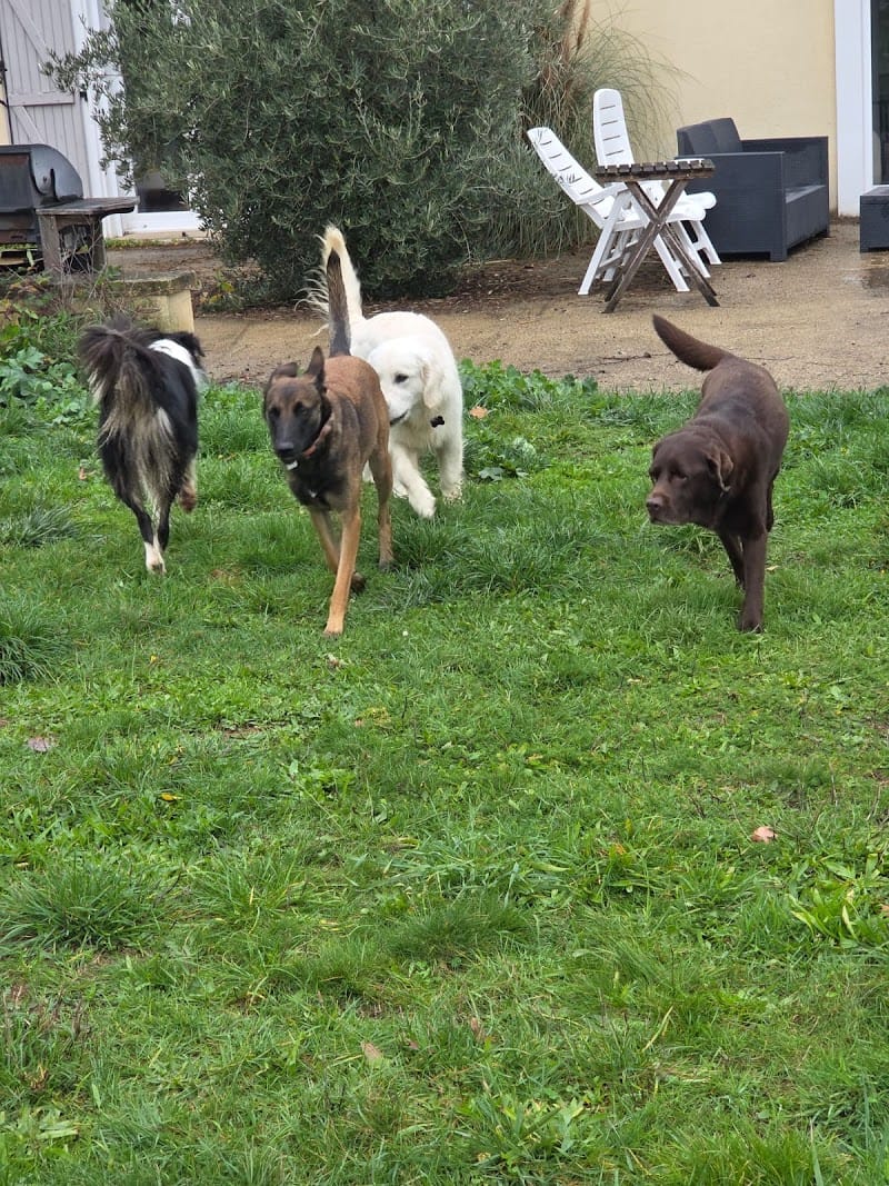 Au toutou confort chez Aurore — dogsitter à Saint-Astier