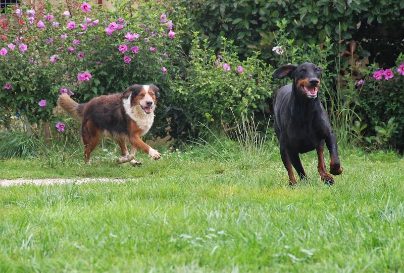 Auberge Canine et Féline de La Double — dogsitter à Montpon-Ménestérol