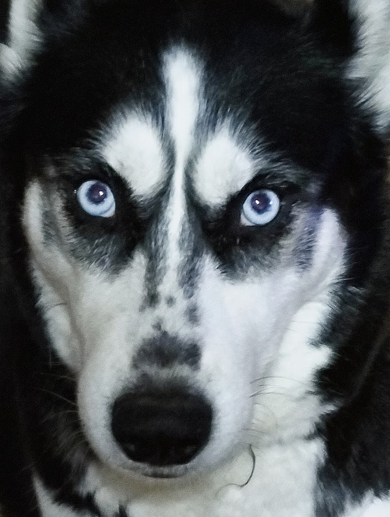 BalmAnimaux — dogsitter à Toulouse