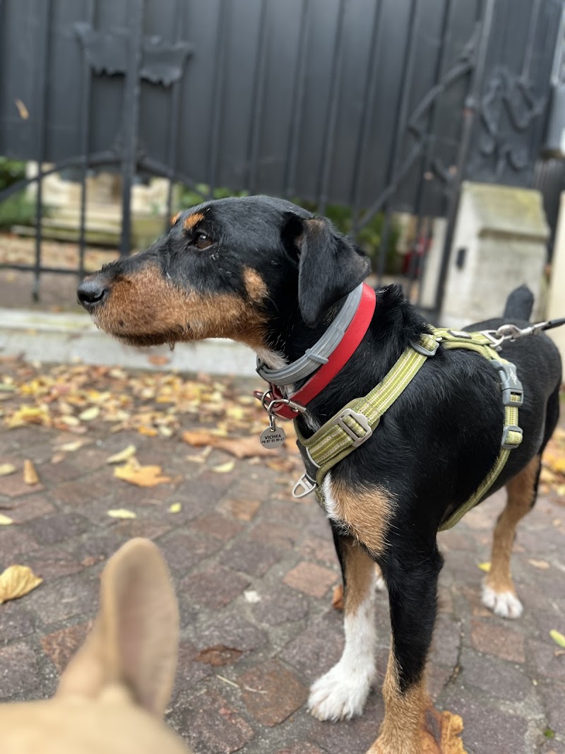 BBsitting — dogsitter à Boulogne-Billancourt