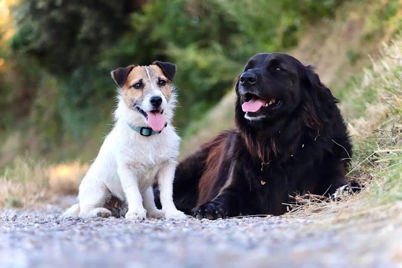 Béatitude canine — dogsitter à Carcassonne