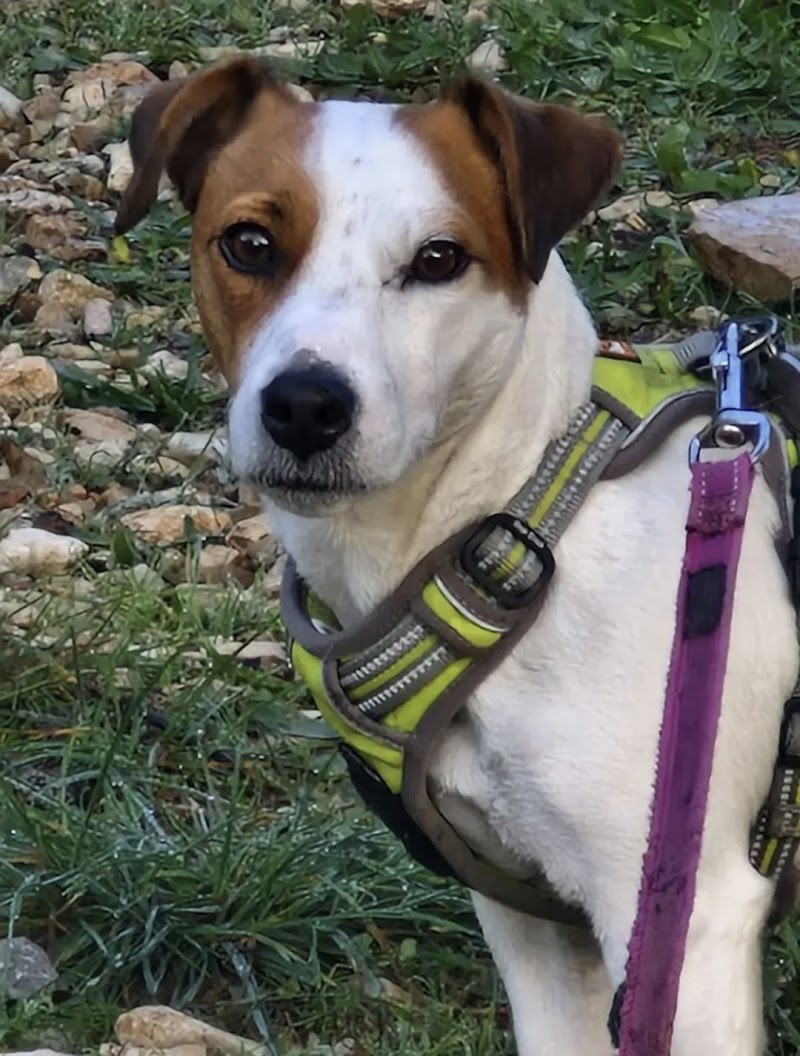 Beedog Petsitter — dogsitter à Nîmes