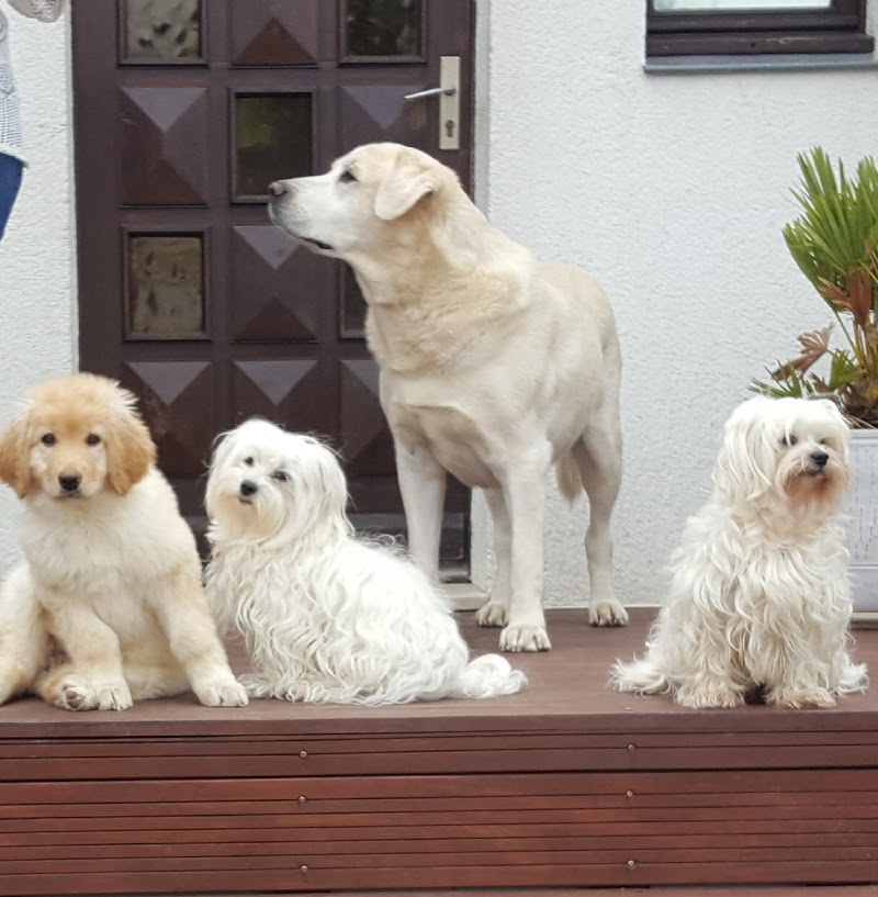 Bichonnez-moi — dogsitter à Saint-Nazaire
