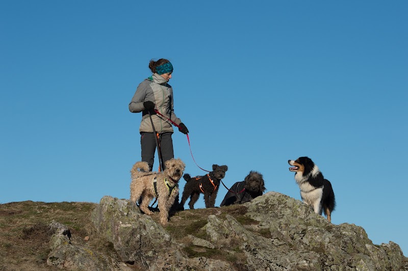 Bien avec mon chien — dogsitter à Obernai