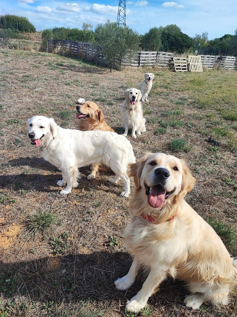 Bien dans nos pattes - Pension canine familiale et éducation — dogsitter à Sète