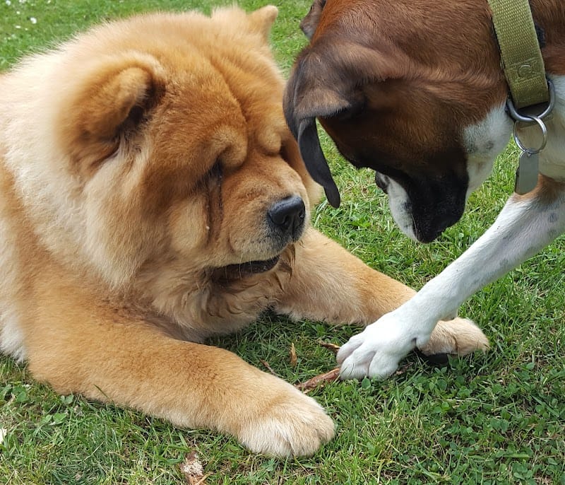 bonne-patte — dogsitter à Orvault