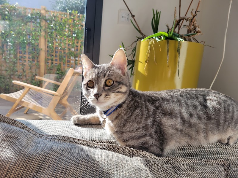 Boule d'amour - Cat sitting — dogsitter à Paris