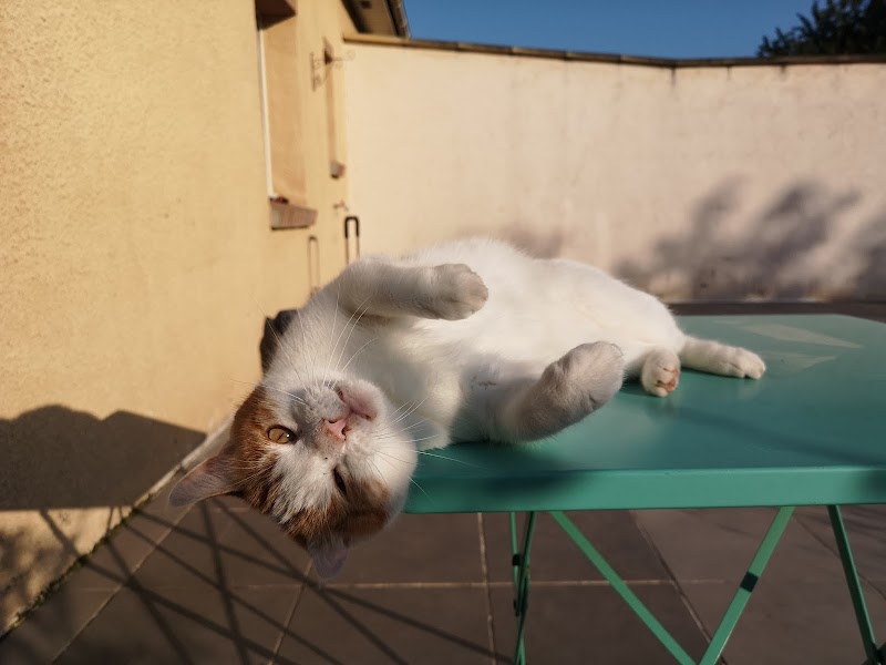 boule de poils & co — dogsitter à Valenciennes