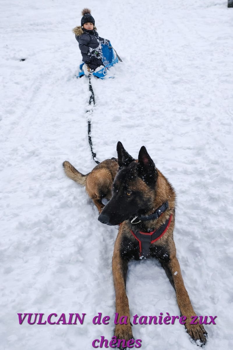 Breitz Cyno Pro — dogsitter à Guipry-Messac