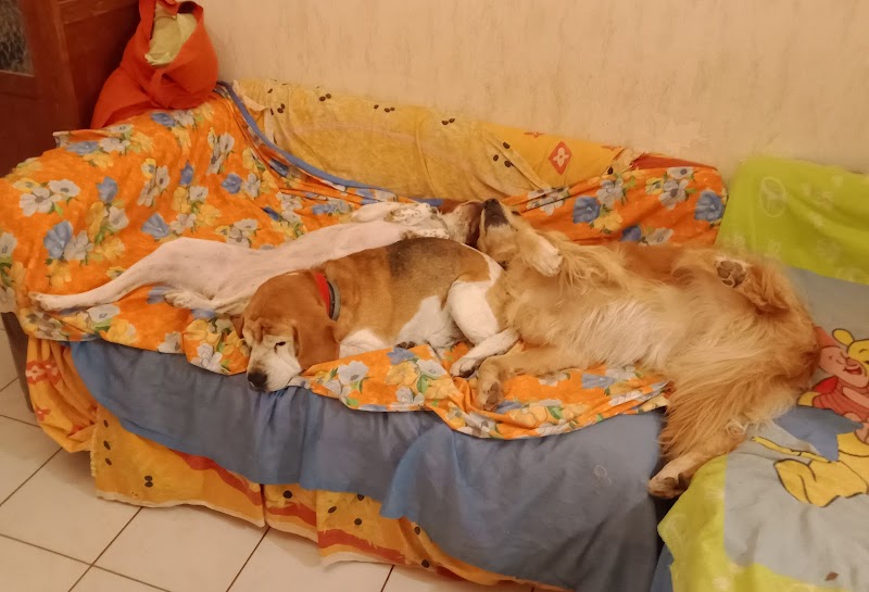 Brichet Florence — dogsitter à Toulon