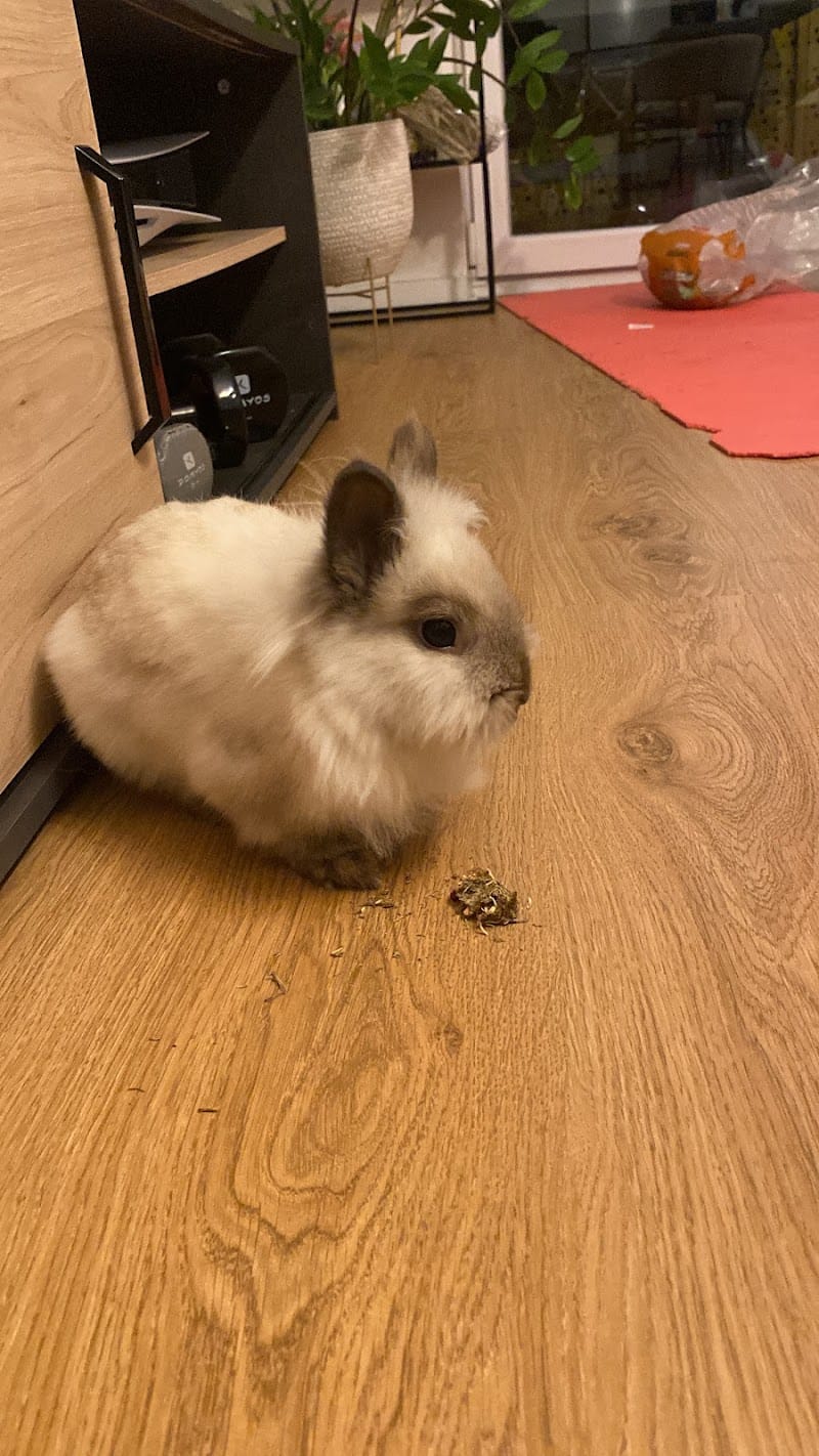Bunny Binkies Alsace — dogsitter à Obernai